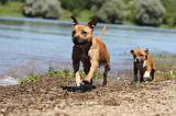 STAFFIE 184
